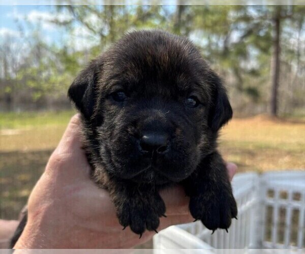 Medium Photo #2 Rotticorso Puppy For Sale in REEVESVILLE, SC, USA