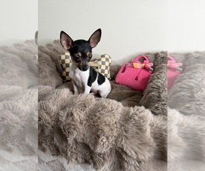 Chihuahua Puppy for sale in GLEN ALLEN, VA, USA
