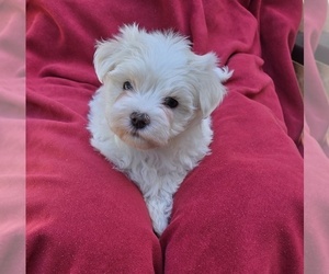 Maltese Puppy for sale in CORNERSVILLE, TN, USA