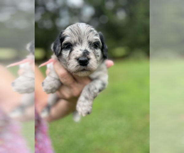 Medium Photo #3 Aussiedoodle Puppy For Sale in ELMER, NJ, USA