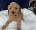 Small Photo #23 Goldendoodle (Miniature) Puppy For Sale in SAN FERNANDO, CA, USA