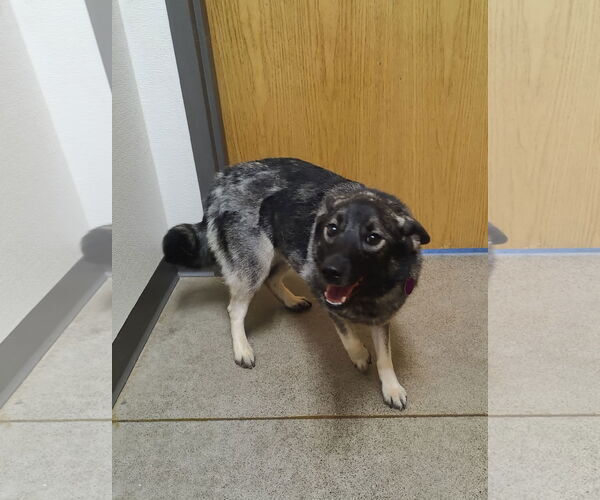 Medium Photo #9 Norwegian Elkhound Puppy For Sale in St. Louis Park, MN, USA