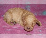 apricot boy - Male Labradoodle Puppy for Sale - Small photo