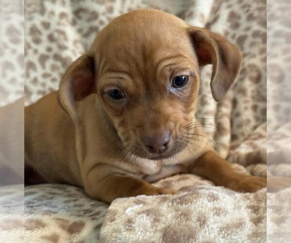 Medium Photo #8 Chiweenie Puppy For Sale in San Diego, CA, USA