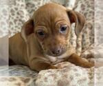 Small #7 Chiweenie