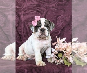 English Bulldog Puppy for sale in COCHRANVILLE, PA, USA