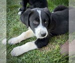 Small #1 Border Collie-Great Pyrenees Mix