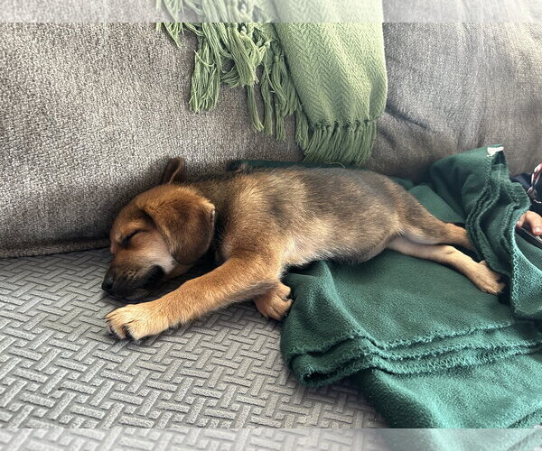 Medium Photo #1 Beagle-Unknown Mix Puppy For Sale in The Woodlands, TX, USA