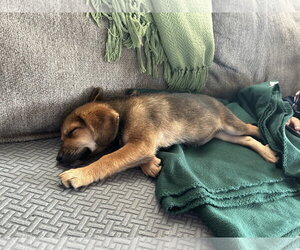 Beagle-Unknown Mix Dogs for adoption in The Woodlands, TX, USA