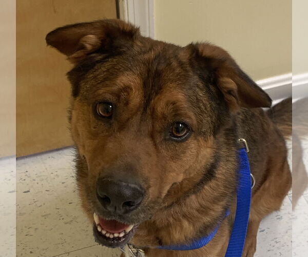 Medium Photo #13 American Staffordshire Terrier Puppy For Sale in Westminster, MD, USA