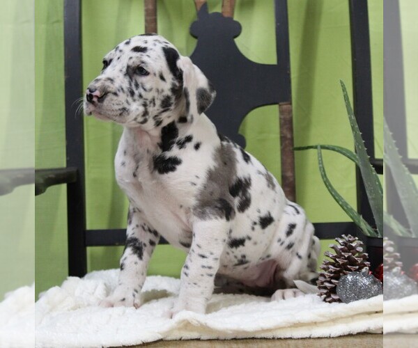 Medium Photo #2 Great Dane Puppy For Sale in LITITZ, PA, USA