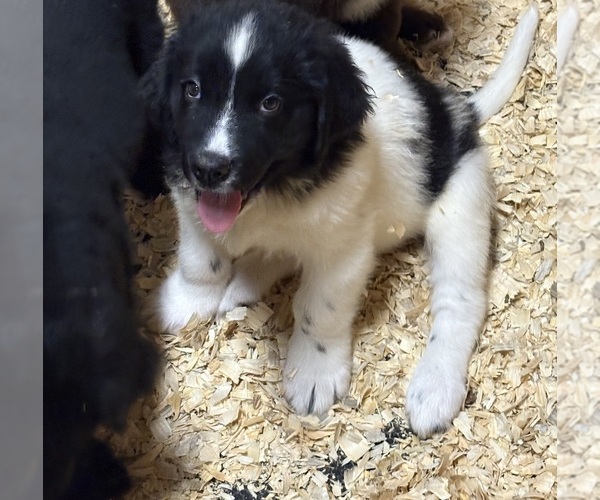 Medium Photo #3 Newfoundland Puppy For Sale in WAUSEON, OH, USA