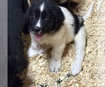 Small #2 Newfoundland