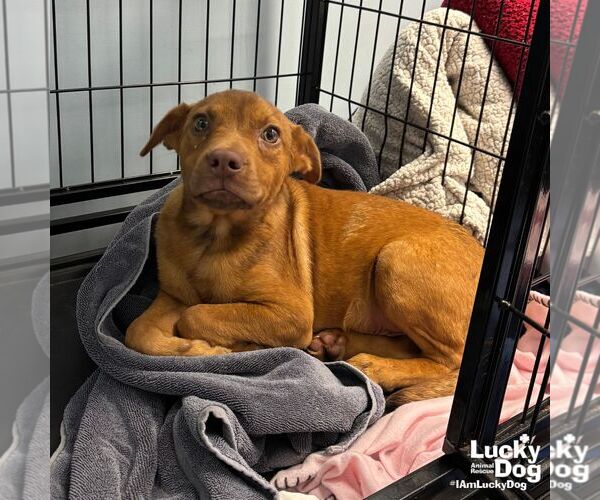 Medium Photo #2 Retriever -Unknown Mix Puppy For Sale in Washington, DC, USA