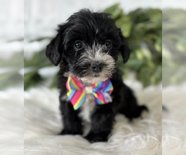 Medium Photo #8 Morkie Puppy For Sale in ROCK STREAM, NY, USA