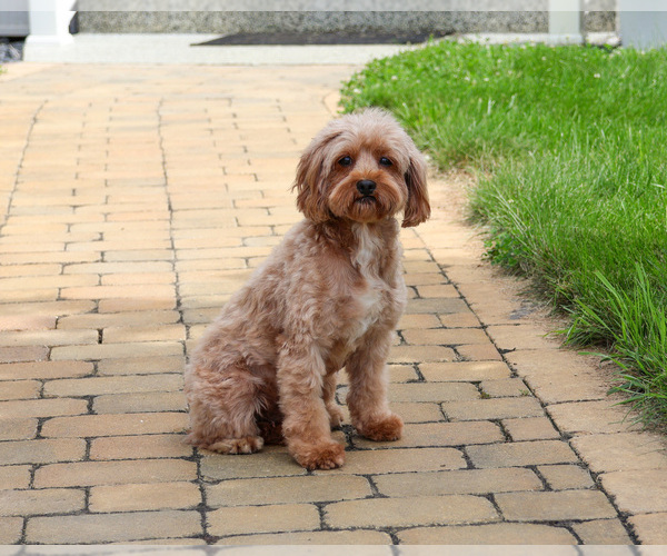 Medium Photo #3 Cavapoo (Miniature) Puppy For Sale in SYRACUSE, IN, USA