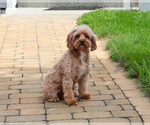 Small #2 Cavapoo (Miniature)
