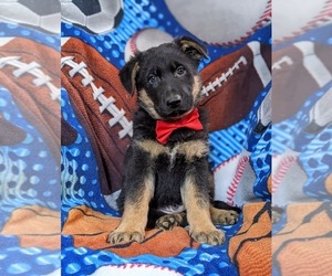 German Shepherd Dog Puppy for sale in GLEN ROCK, PA, USA