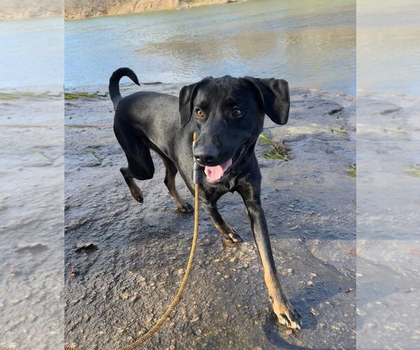 Medium Photo #2 Labrador Retriever-Unknown Mix Puppy For Sale in Thomasville, NC, USA