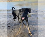 Small Photo #2 Labrador Retriever-Unknown Mix Puppy For Sale in Thomasville, NC, USA