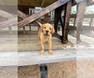 Labrador Retriever Puppy for Sale in PINE HILL, Alabama USA