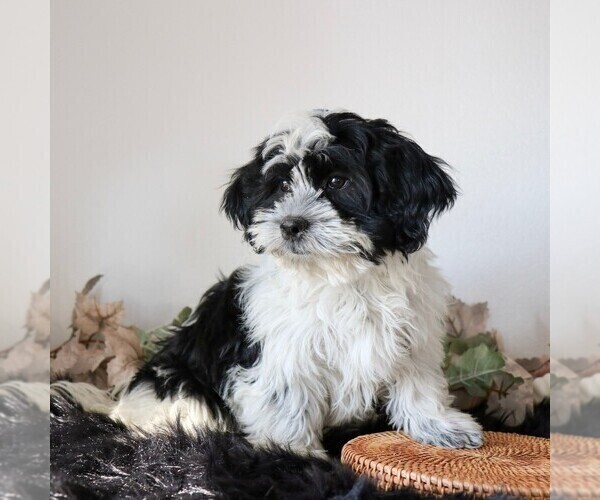 Medium Photo #2 Zuchon Puppy For Sale in ARTHUR, IL, USA