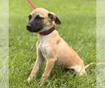 Small #1 Dachshund Mix