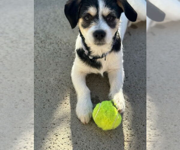 Medium Photo #1 Parson Russell Terrier-Unknown Mix Puppy For Sale in Newport Beach, CA, USA