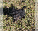 Small Photo #29 YorkiePoo Puppy For Sale in CHANUTE, KS, USA