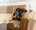 Small #2 Boxer Mix