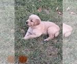 Puppy Sheldon Orange Golden Retriever