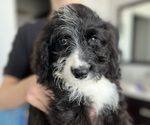 Puppy Red Bernedoodle