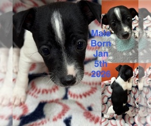 Rat Terrier Puppy for sale in WHITAKERS, NC, USA