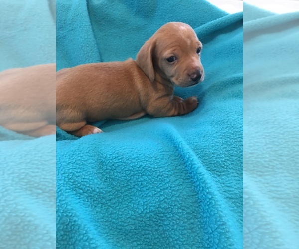 Medium Photo #1 Dachshund Puppy For Sale in AYDLETT, NC, USA