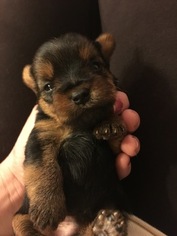 Yorkshire Terrier Puppy for sale in STATHAM, GA, USA