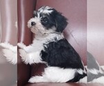 Small Photo #11 Morkie Puppy For Sale in HOLLAND, MI, USA