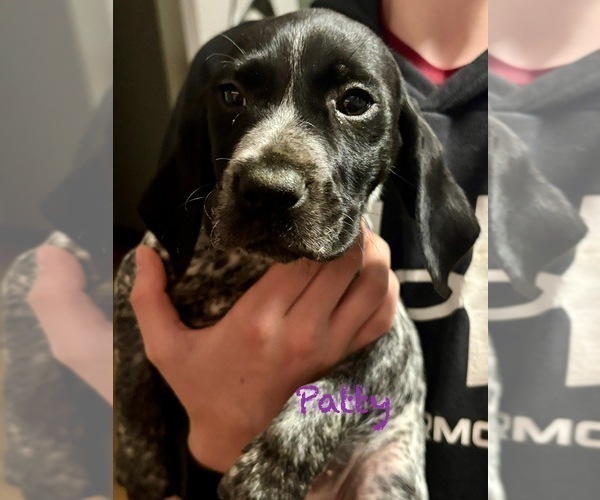 Medium Photo #7 German Shorthaired Pointer Puppy For Sale in STATE COLLEGE, PA, USA