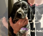 Small Photo #40 German Shorthaired Pointer Puppy For Sale in STATE COLLEGE, PA, USA