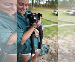 Freddie - Female American Pit Bull Terrier-Unknown Mix Dog for Adoption - Photo #2