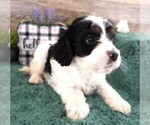 Small #2 Cavapoo