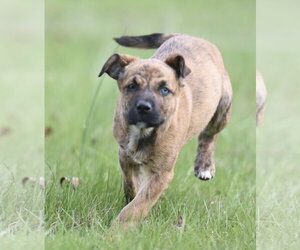 Australian Shepherd-Chihuahua Mix Dogs for adoption in Mechanicsburg, PA, USA