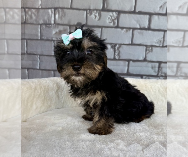 Medium Photo #5 Yorkshire Terrier Puppy For Sale in OCALA, FL, USA