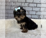 Small #4 Yorkshire Terrier