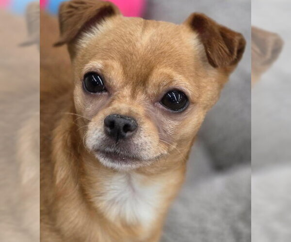 Medium Photo #3 Chihuahua Puppy For Sale in Chino Hills, CA, USA