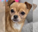 Small #2 Chihuahua