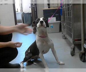 American Pit Bull Terrier Dogs for adoption in Fayetteville, NC, USA