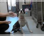 Small American Pit Bull Terrier