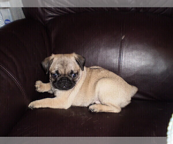 Medium Photo #9 Pug Puppy For Sale in NEW CASTLE, IN, USA