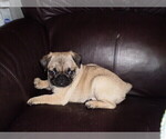 Small Photo #9 Pug Puppy For Sale in NEW CASTLE, IN, USA