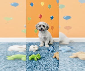 Tyler - Male Shih Tzu Dog for Adoption - Photo #15